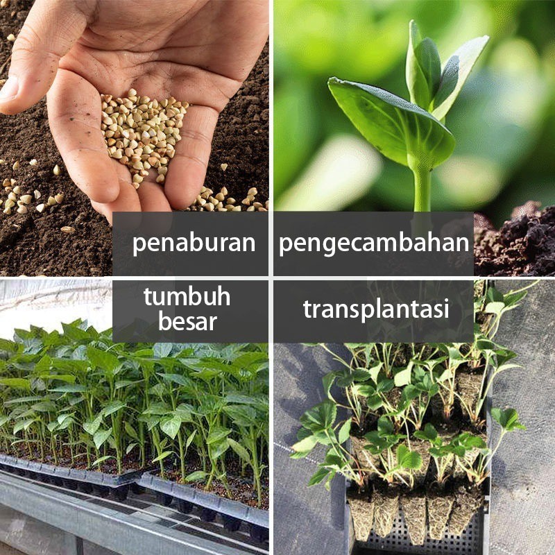 20 PcsTray Semai / Seedling Pot / Pot Tray Semai Bibit Benih / Pot Bibit / Pot Tray Semai Bibit