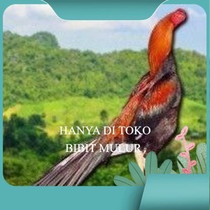 

PAKET 3 BUAH TELUR AYAM BANGKOK EKOR LIDI (FRESH) bibit.mulur