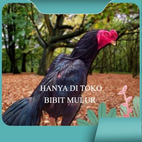 

Telur Ayam Pakhoy Line Mane Vertil Siap Di Tetaskan Jaminan Super Oiginal Bergaransi bibit.mulur