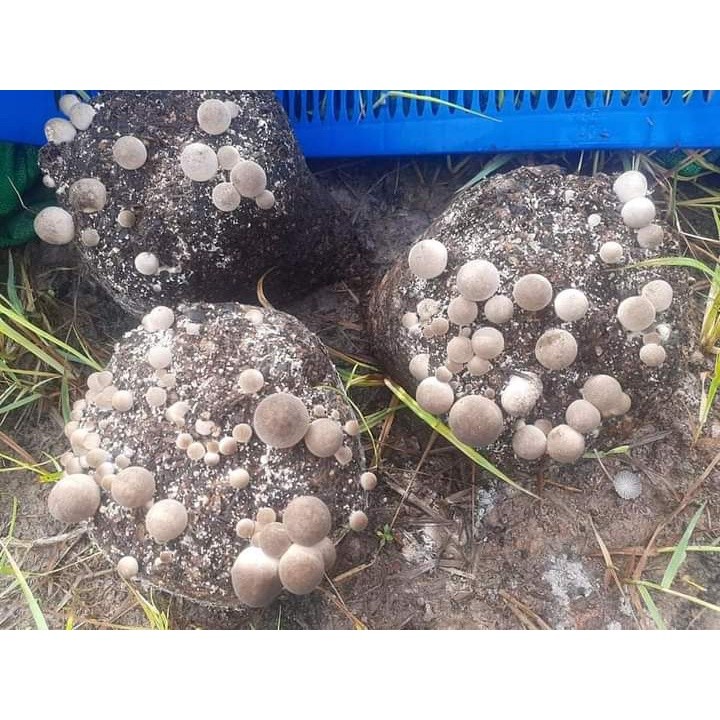 KSTORE bibit jamur merang semi dan putih