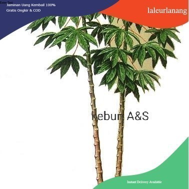 KETELA POHON, pohon singkong segar bibit @ahmadanggrek