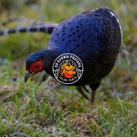 

Telur ayam hias ringneck mikado pheasant fertil bisa ditetaskan Langsung UD KURNIA PRATAMA