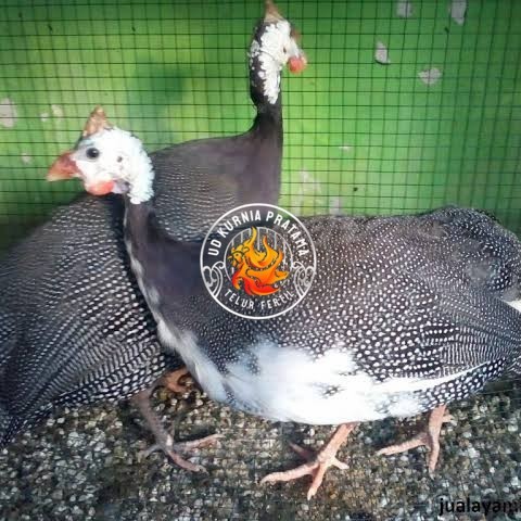 

Telur ayam mutiara hias siap ditetaskan - ayam mutiara UD KURNIA PRATAMA