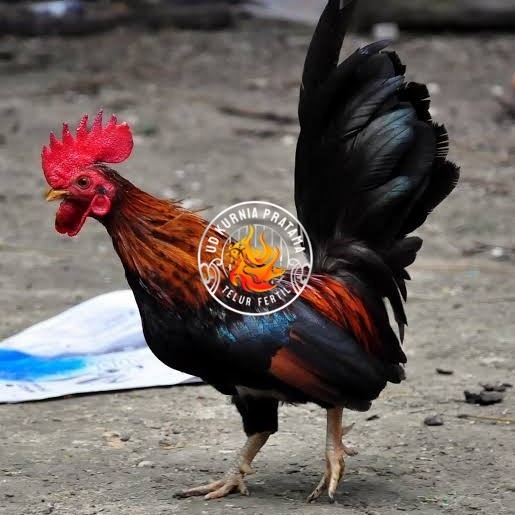 

Telur ayam serama / kate lokal fertil siap ditetaskan UD KURNIA PRATAMA