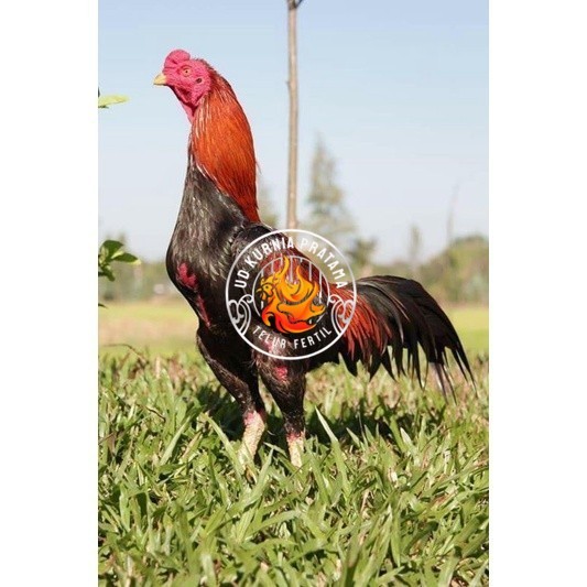 

3 EKOR TELUR BIRMA SUPER PROMO MURAH (COD) UD KURNIA PRATAMA