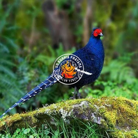 

Telur ayam hias ringneck mikado pheasant fertil untuk ditetaskan Langsung UD KURNIA PRATAMA