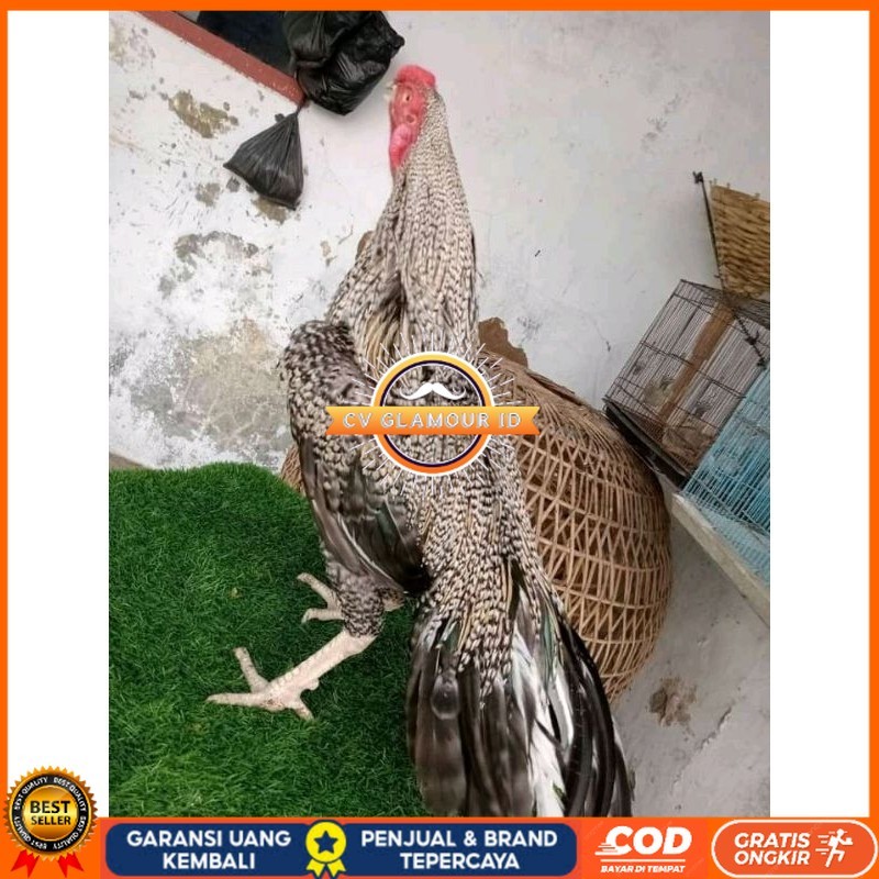 

TELUR ASEL PUKUL LARI INDUK JUARA.. PROMO CV GLAMOUR ID