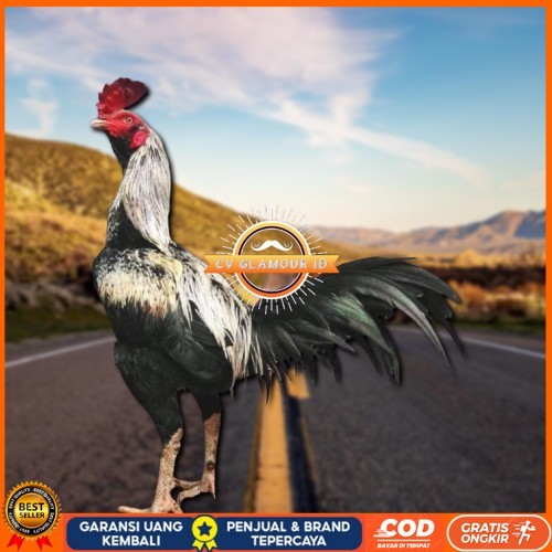 

ayam pama IQ telur fertill CV GLAMOUR ID