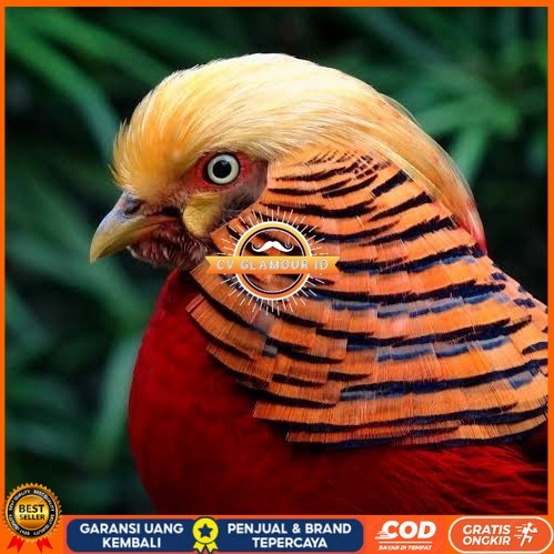 

Telur ayam ringneck golden pheasant telur ayam hias fertil siap tetas CV GLAMOUR ID