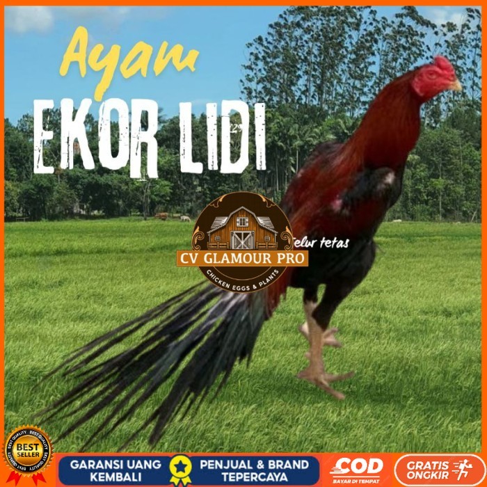 

telur ayam ekor lidi original bisa untuk di tetaskan vertil CV GLAMOUR PRO