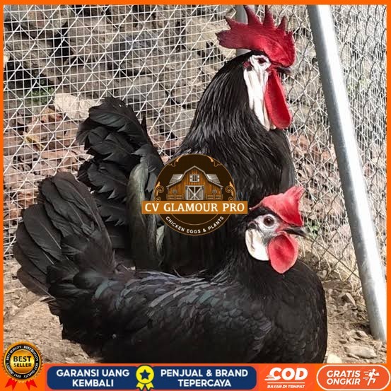 

Telur ayam white face spanish / telur ayam hias fertil siap cod CV GLAMOUR PRO
