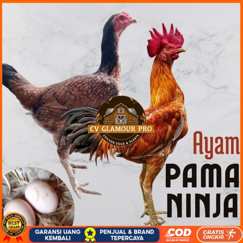 

telur ayam pama ninja original untuk di tetaskan CV GLAMOUR PRO