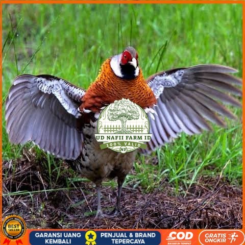 

Telur ayam hias ringneck elliot pheasant fertil siap ditetaskan UD NAFII FARM ID