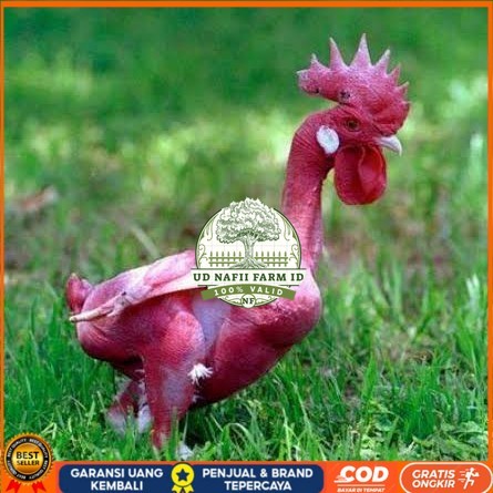 

Telur ayam tanpa bulu / ayam gundul siap ditetaskan - ayam tanpa bulu UD NAFII FARM ID