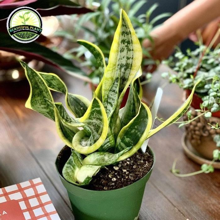 tanaman hias Sansevieria Twister - tanaman indoor sansivera Twister