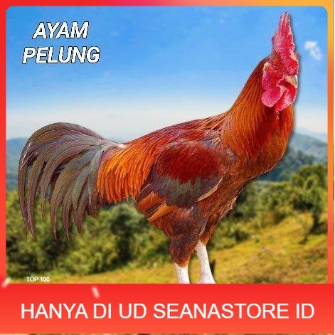 

telur ayam pelung jumbo super untuk di tetaskan UD SEANASTORE ID