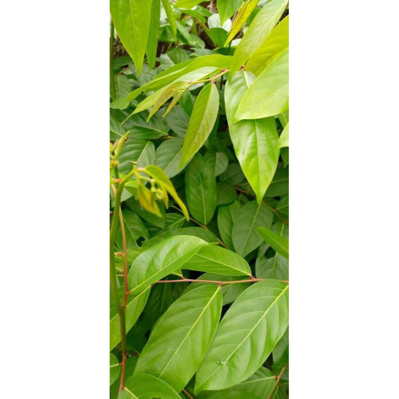 

AZ Daun Mareme 1kg