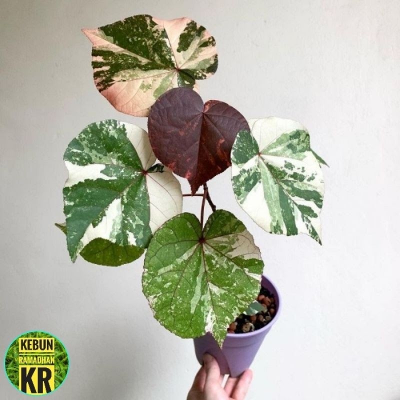 Pohon Waru VarigataWaru Varigata Memiliki 3 Warna Daun Yang Cantik