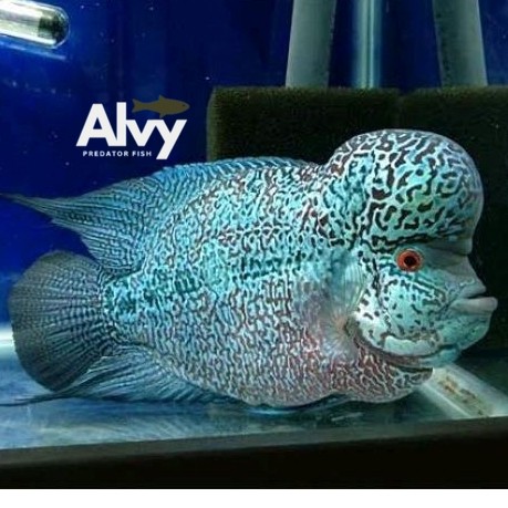 Burayak louhan CENCU full mutiara lohan body idaman