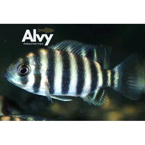 Siklid ninety nine cichlid