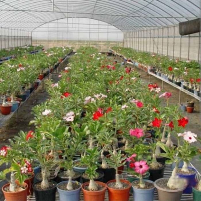 kamboja jepang/adenium kamboja