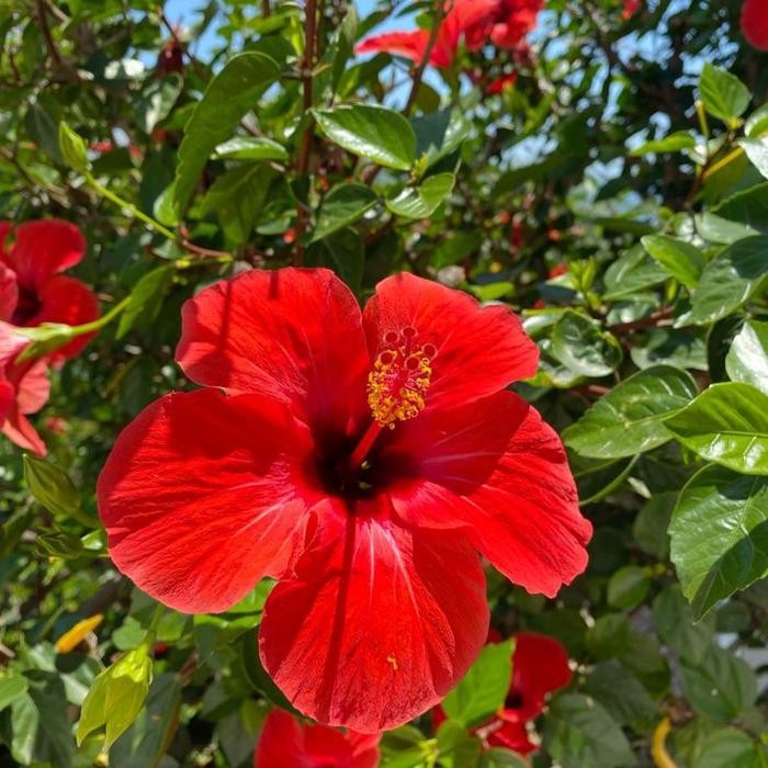 Tanaman Hias Kembang Sepatu - Bunga Kembang Sepatu