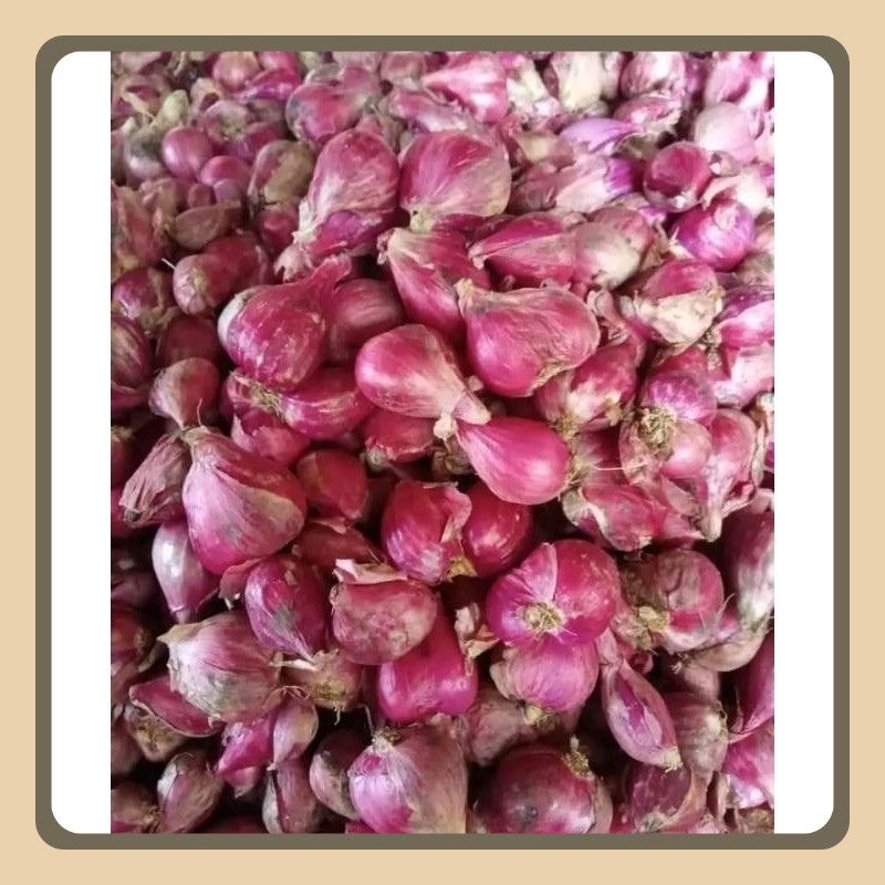 

Termurah Bawang Merah Besar brebes Asli 1 Kg