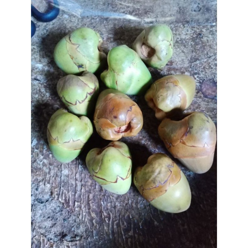 

[COD] Beluluk Kelapa Per biji