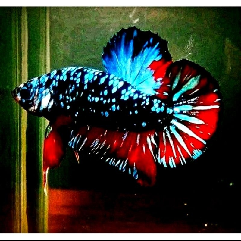 PROMO BESAR2RAN CUPANG AVATAR GORDON REAL PIEK/Pembelian di atas 20 ekor bonus