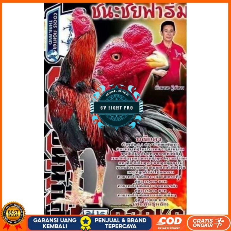 

Telur fertil ayam pakhoy trah maneedaeng / COD CV LIGHT PRO