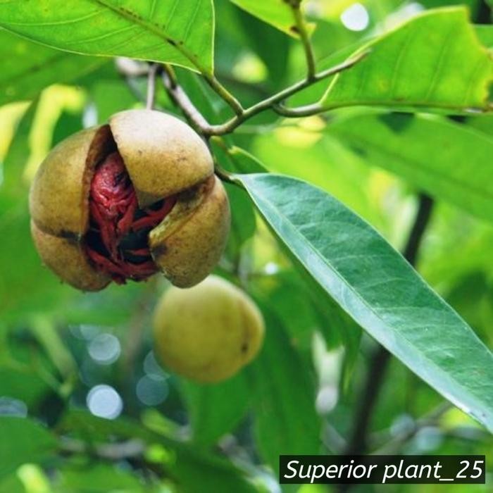 BIBIT PALA TANAMAN PALA UNGGUL