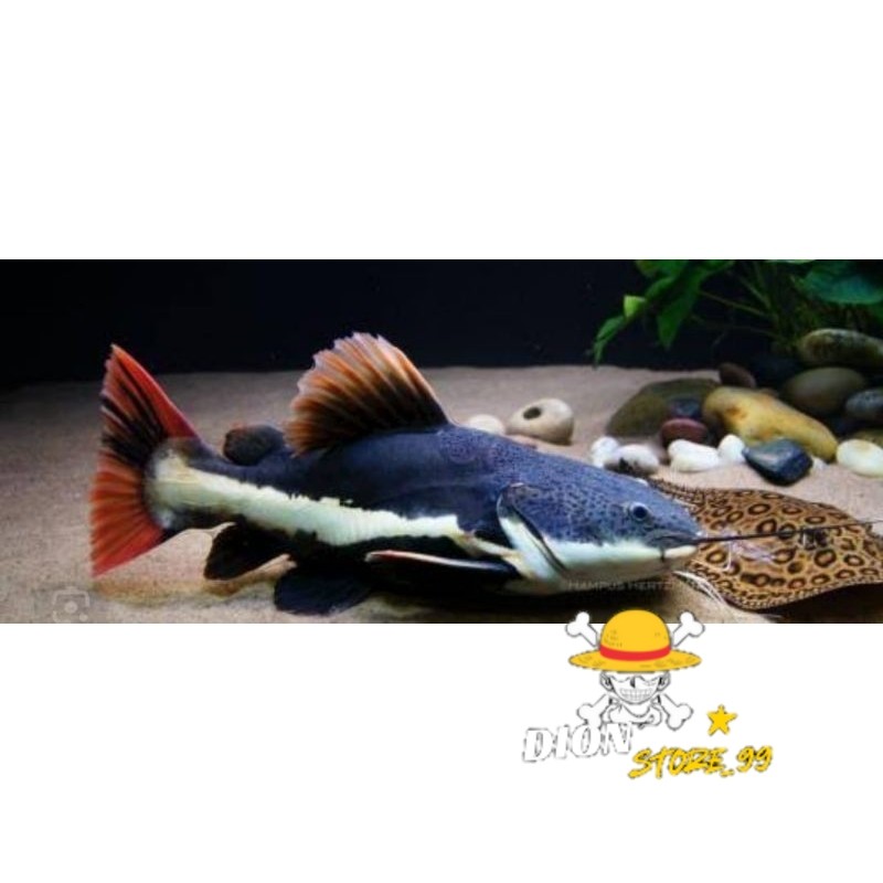 KARDUS ISI RTC SIZE 8-10CM DAPAT GARANSI