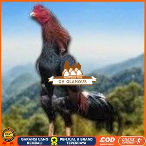 

telur tetas ayam shamo jumbo super garansi CV GLAMOUR