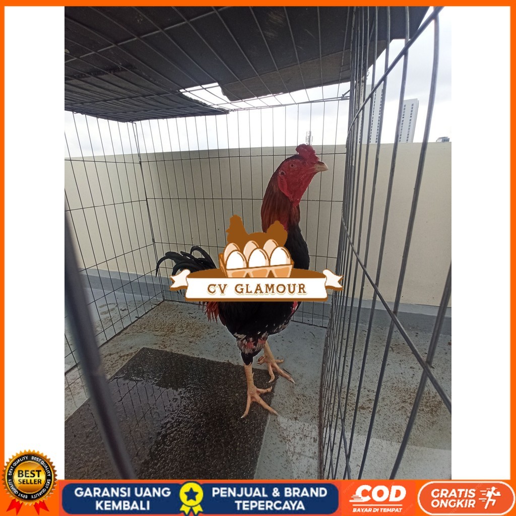 

Telur ayam bangkok shamo taiwan / ayam petarung aduan bisa ditetaskan CV GLAMOUR