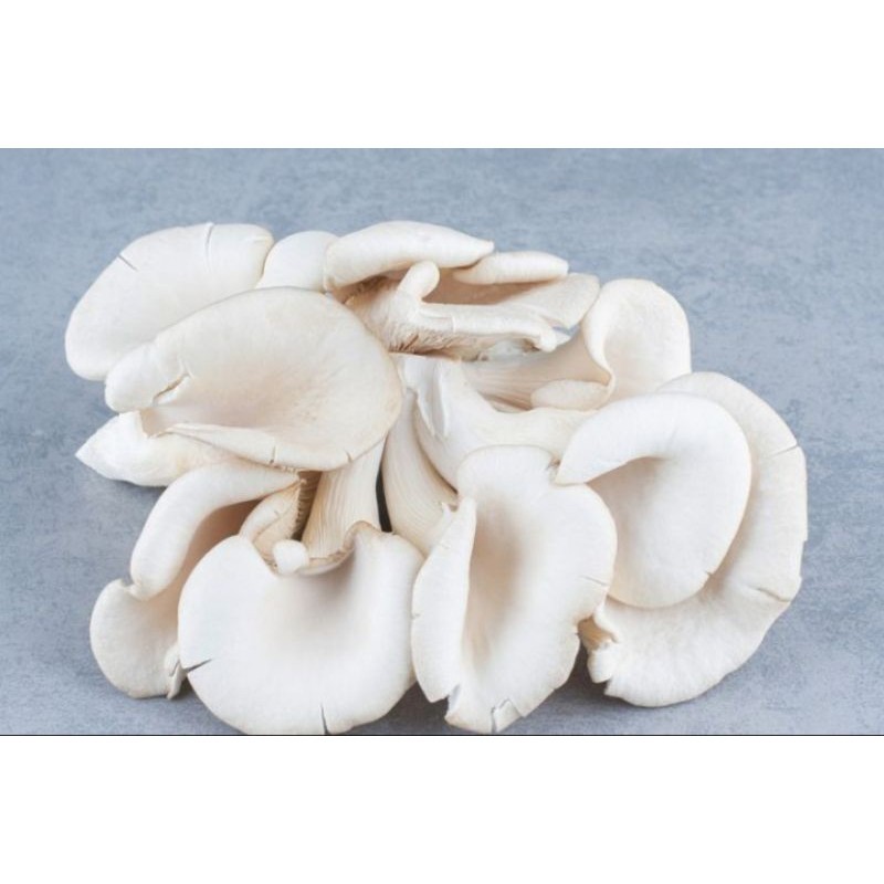 

jamur tiram putih 200gram fresh baru petik (B_S) (1)
