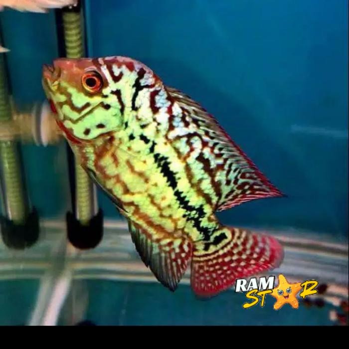 Burayak ikan Lohan king kamfa import sortiran 4 cm