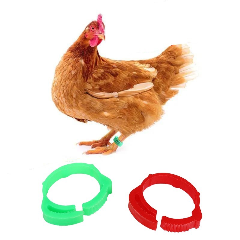Isi 50 Segel Ayam Kaki Gelang Ayam Plastik Ring Kaki Ayam Bangkok Ring Ayam Bangkok Gelang Kaki Anak