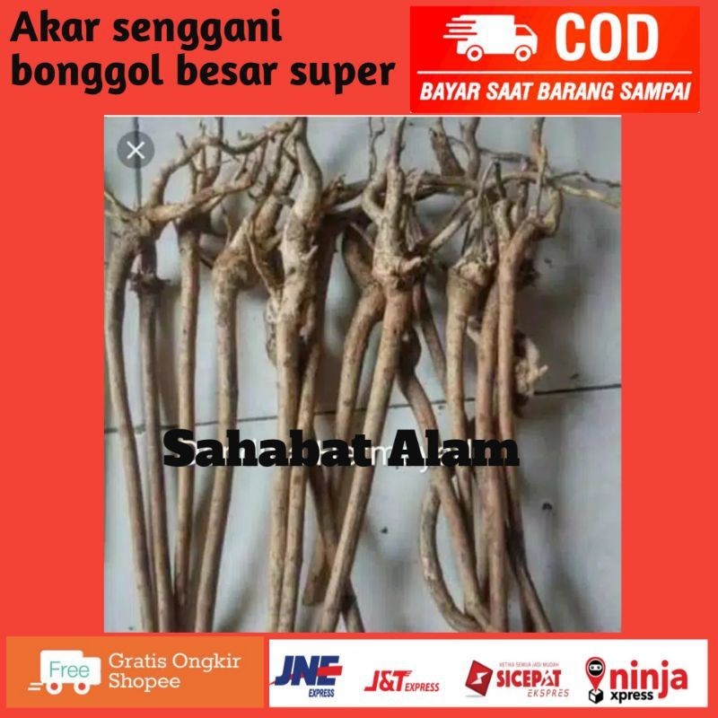 Korehcok Akar senggani bonggol besar super
