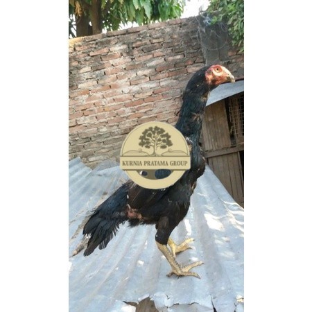 

Telur Shamo X BK clasik terlaris KURNIA PRATAMA GROUP