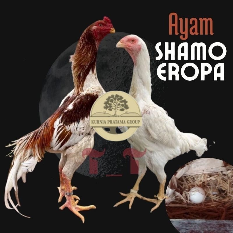 

telur ayam shamo eropa ori petarung bisa untuk di tetaskan KURNIA PRATAMA GROUP