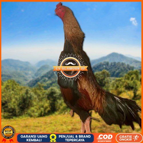 

telur fertil ayam shamo super garansi CV GLAMOUR ID