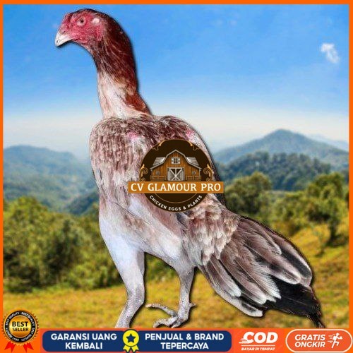 

telur ayam shamo eropa ori petarung bisa untuk di tetaskan CV GLAMOUR PRO
