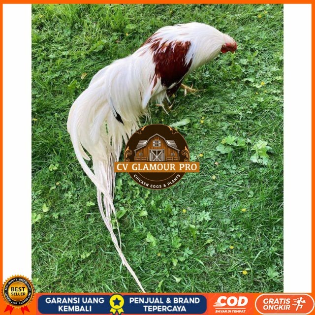 

Telur ayam hias yokohama fertil untuk ditetaskan Langsung CV GLAMOUR PRO