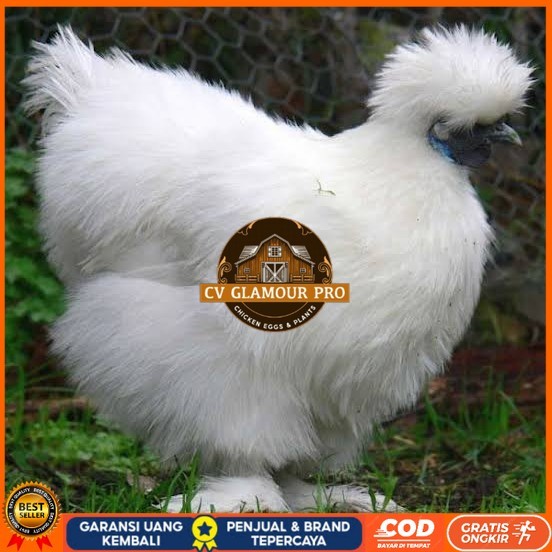 

Telur ayam kapas hias siap ditetaskan CV GLAMOUR PRO