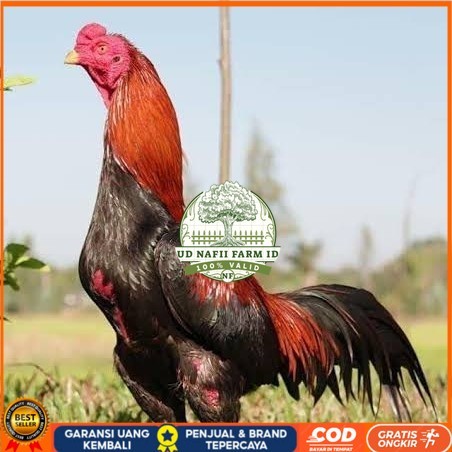 

Telur ayam bangkok super petarung aduan fertil siap ditetaskan UD NAFII FARM ID