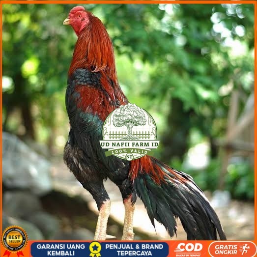 

Telur ayam bangkok pakhoy petarung aduan fertil siap ditetaskan UD NAFII FARM ID