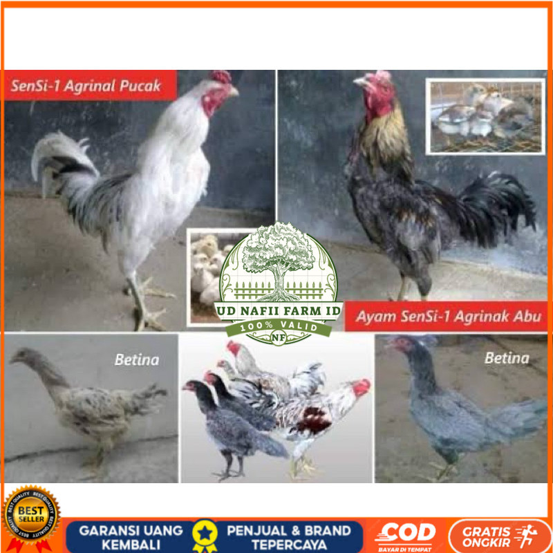 

TELUR FERTIL AYAM SENSI MULTIGUNA INDUKAN TERSELEKSI UNTUK DI TETASKAN UD NAFII FARM ID