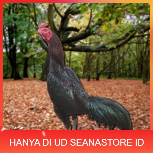 

Telur Ayam Pakhoy Redbull Vertil Siap Di Tetaskan Jaminan Super Oiginal Bergaransi UD SEANASTORE ID