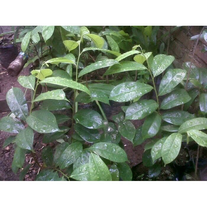 

AZ DAUN SIRSAK SEGAR PER LEMBAR KC