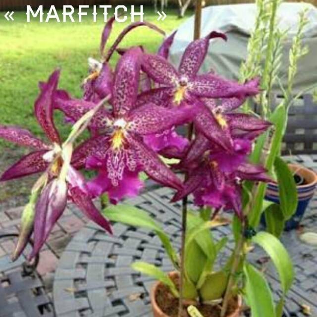 Anggrek Oncidium Dewasa siap berbunga Marfrich - Bunga Anggrek Oncidium Dewasa